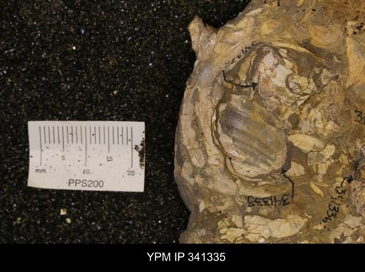 Inoceramus sp.