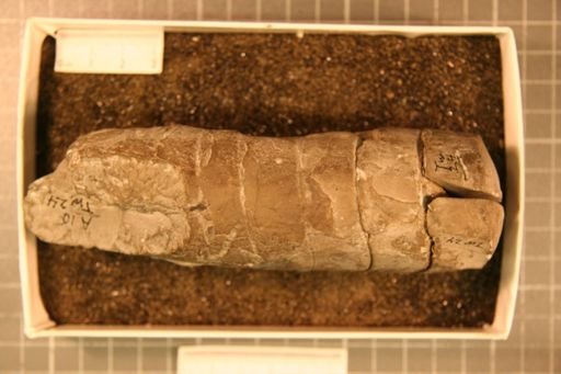 Ephippiorthoceras altocameratum