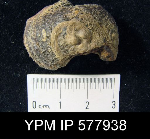 Crania modesta