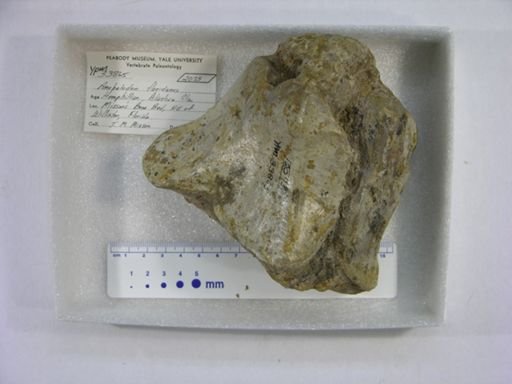 Amebelodon floridanus