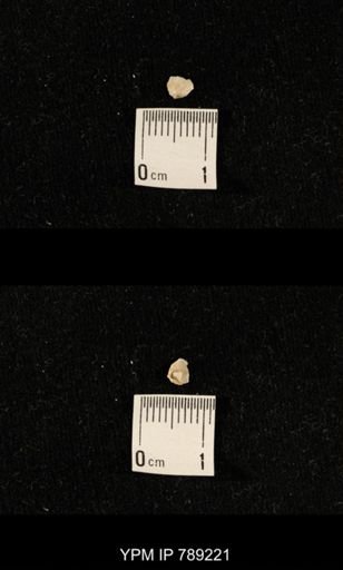 undet. Brachiopoda