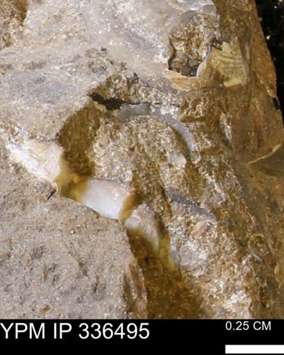 undet. Mollusca