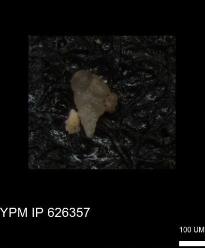 Heterohelicidae