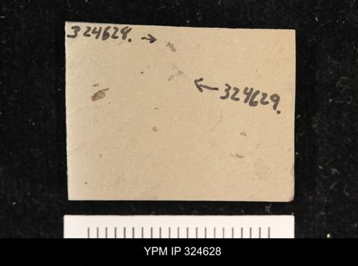 Staphylinidae?