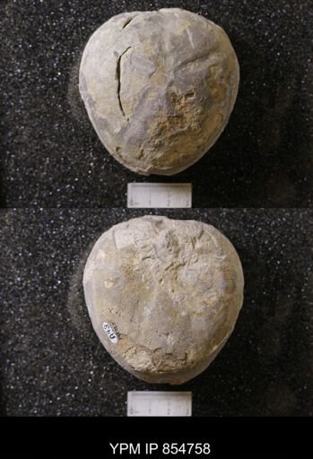 Macraster elegans
