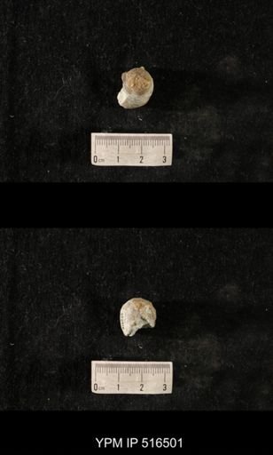 Cyclonema daytonensis