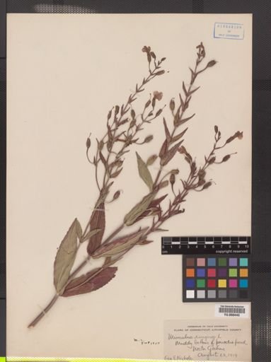 Mimulus ringens