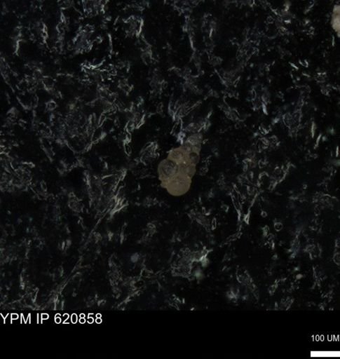 undet. Heterohelicidae