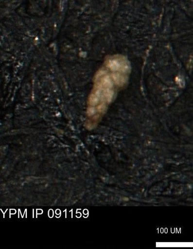 Verneuilinoides kansasensis