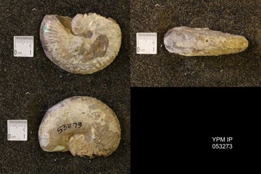 Discoscaphites conradi