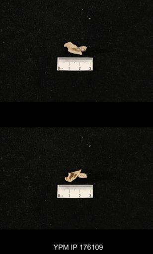 Chonosteges sp.