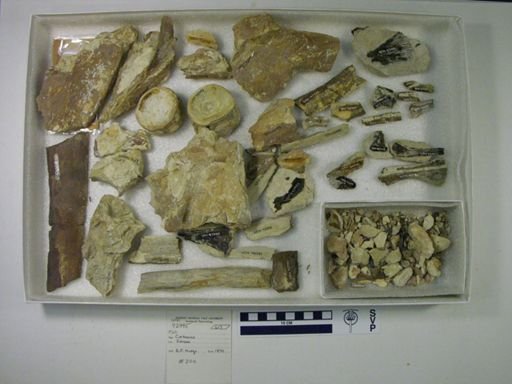 Xiphactinus sp.