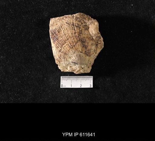 Aviculopecten sp.