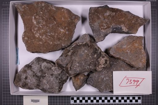 mixed taxa, stratigraphic collection