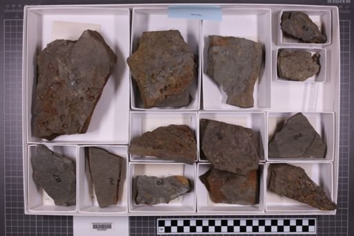 mixed taxa, stratigraphic collection