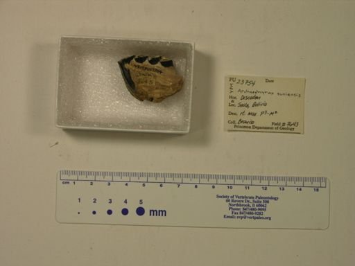 Archaeohyrax suniensis