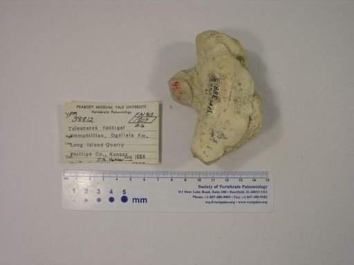 Teleoceras fossiger