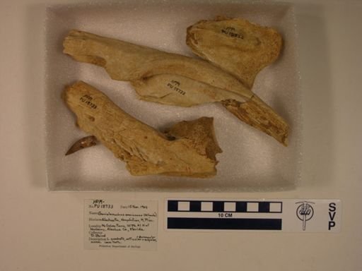 Gavialosuchus americanus