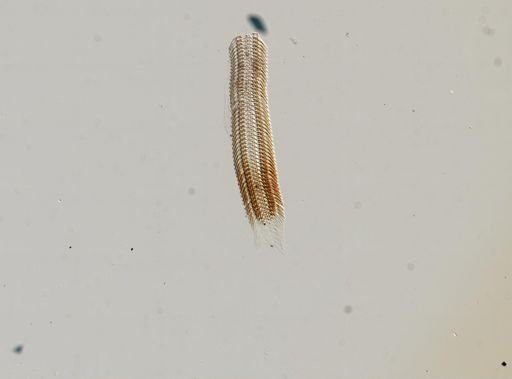 Somatogyrus subglobosus