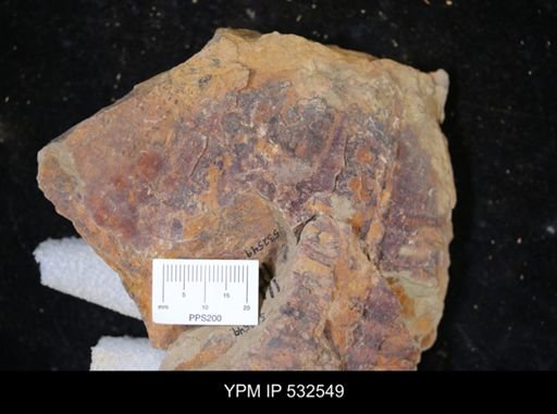 undet. Trilobita