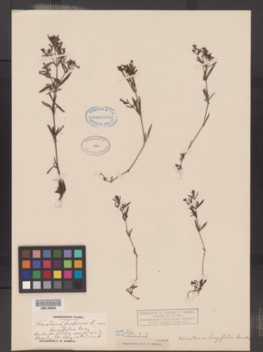 Houstonia longifolia