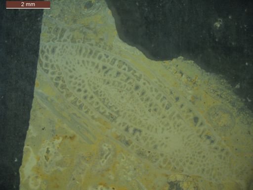 Schwagerina pugunculus