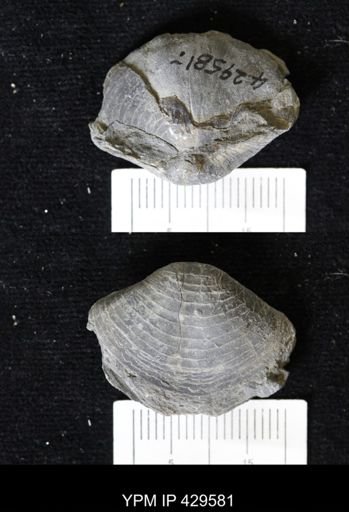 Athyris spiriferoides