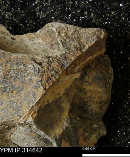 undet. Mollusca