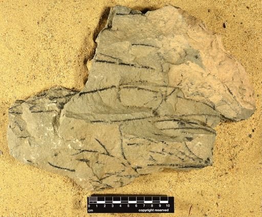 Sawdonia ornata