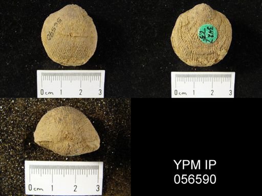 Atrypa reticularis