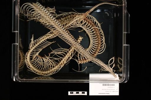 Python curtus