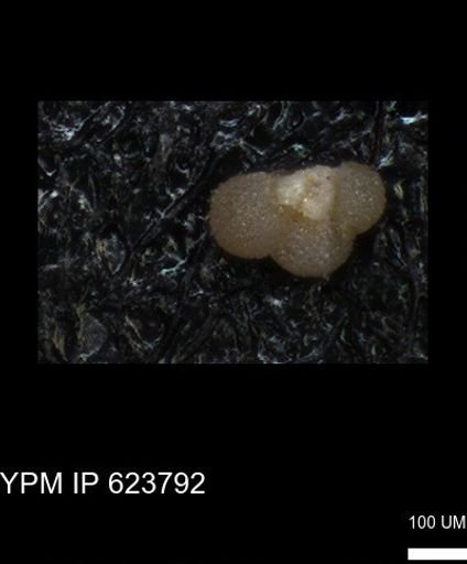 undet. Rugoglobigerinidae