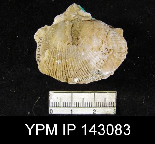 Derbya altistriata
