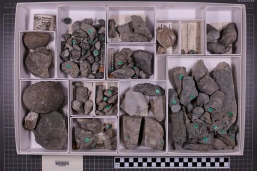 mixed taxa, stratigraphic collection