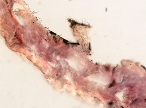 Ircinia sp.