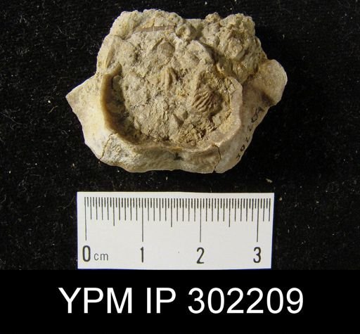 Leptaena rhomboidalis