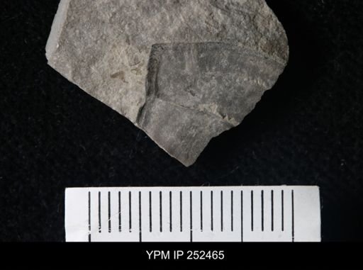 undet. Eurypterida
