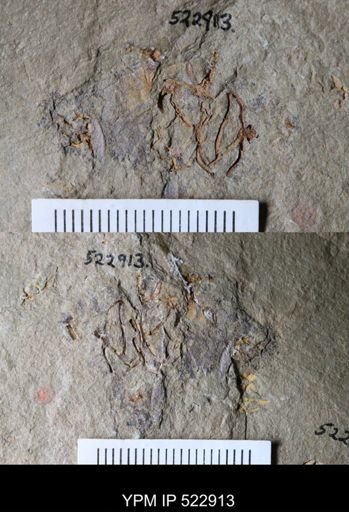 undet. Cornuta