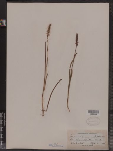 Ibidium cernuum