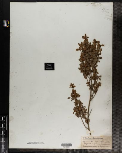Plantae