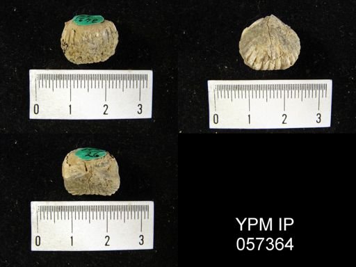 Uncinulus lindenensis