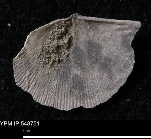 Stropheodonta perplana