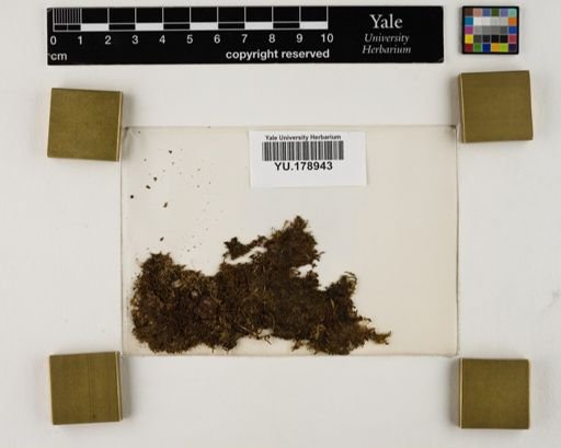 Plantae