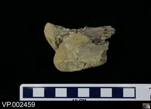 Pteranodon