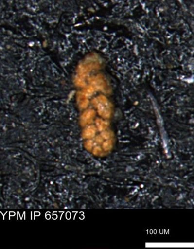 Ammobaculoides phaulus