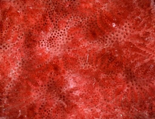 Lichenopora intricata