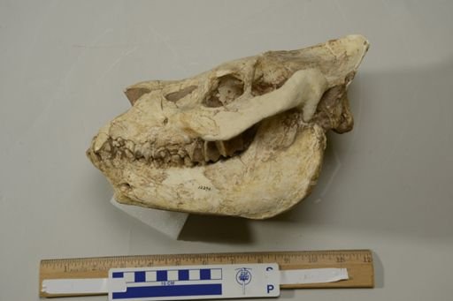Merychyus cf. medius