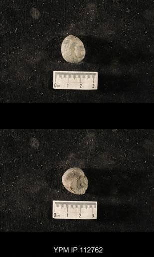 Cyclonema humerosum