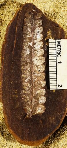 Pecopteris sp.