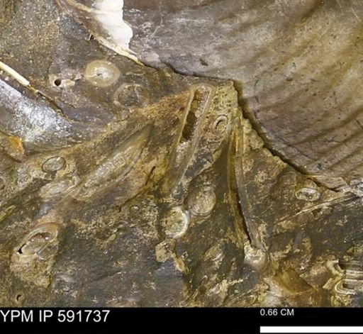 Serpulidae